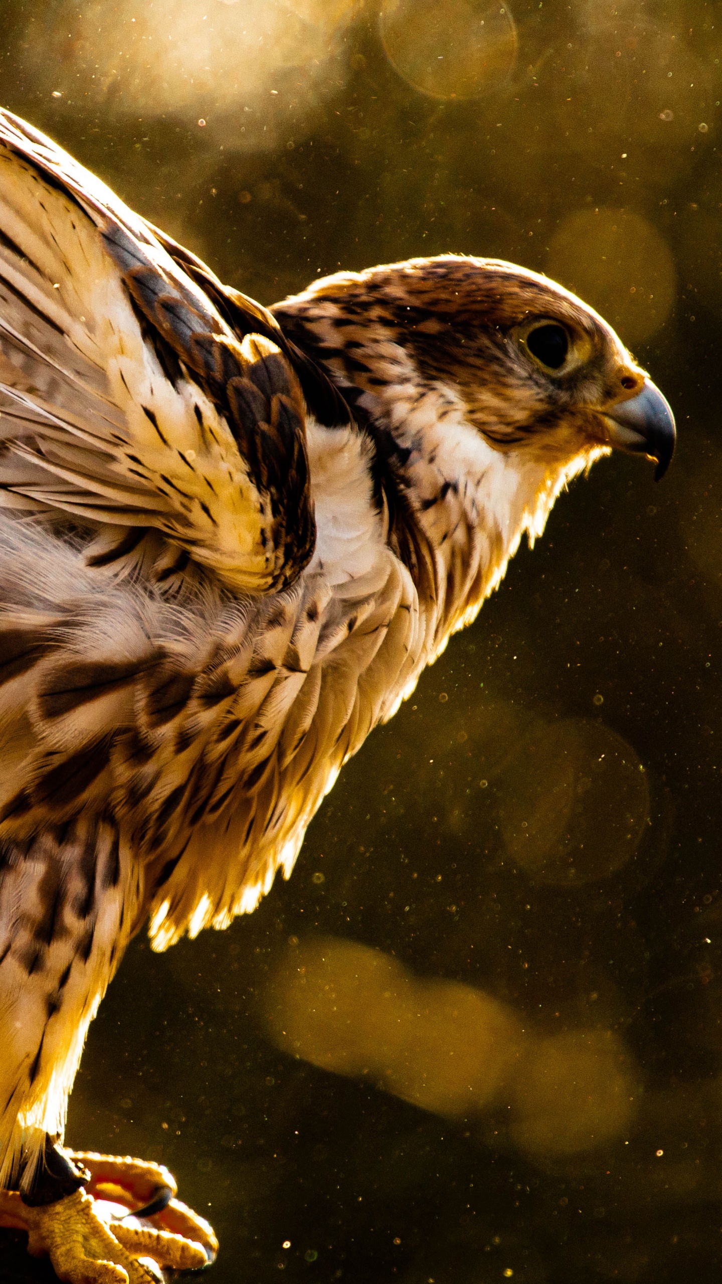 Brauner Und Weißer Vogel Auf Ast. Wallpaper in 1440x2560 Resolution