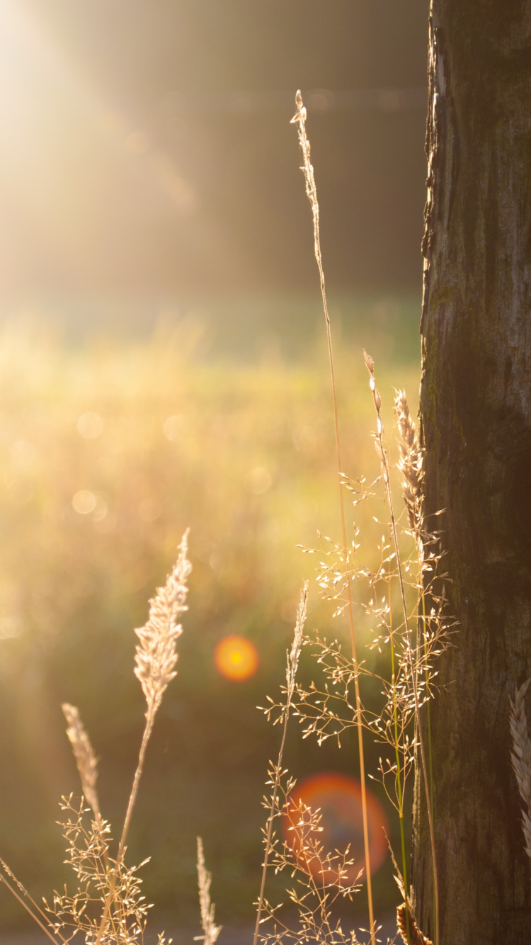 Brown Tree Trunk During Daytime. Wallpaper in 750x1334 Resolution