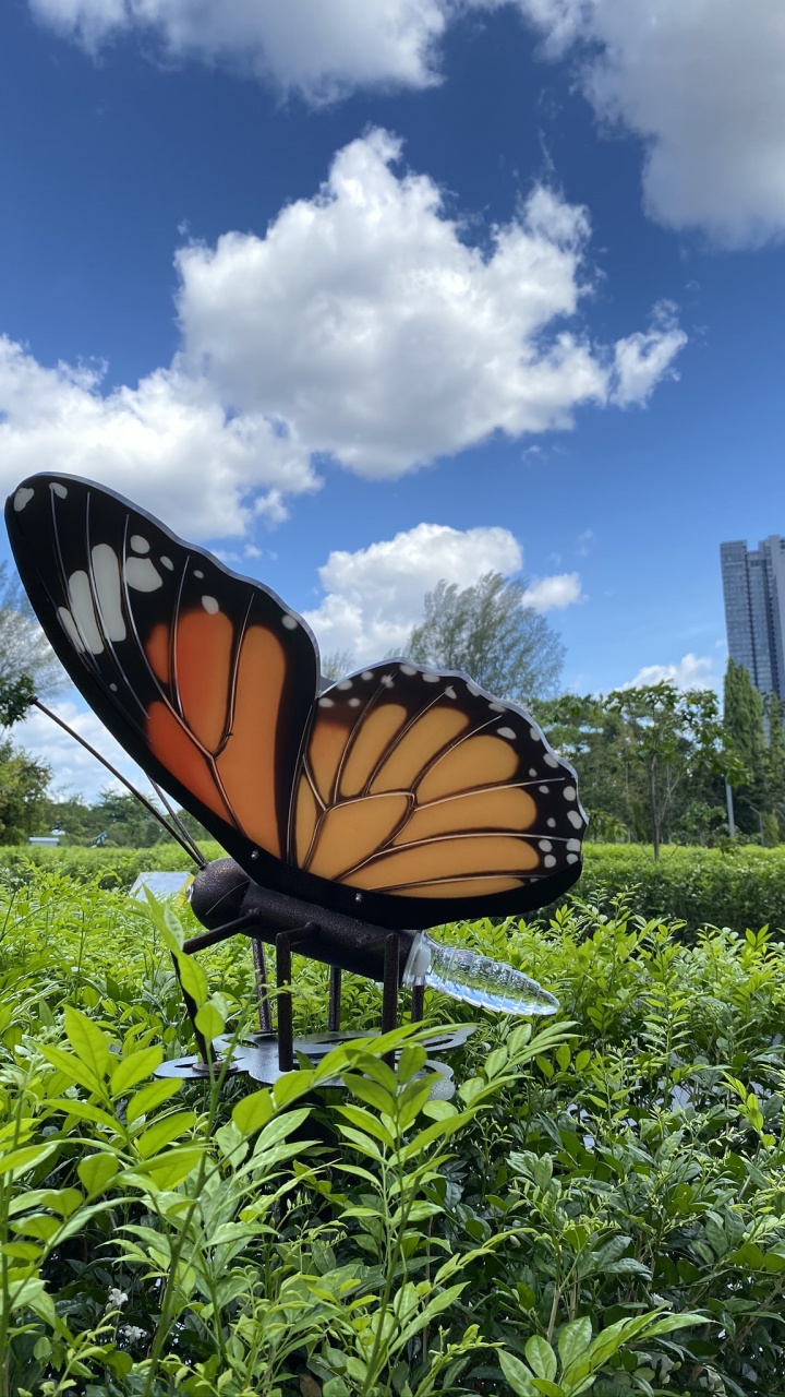 Butterflies, Ecosystem, Monarch Butterfly, Leaf, Vegetation. Wallpaper in 720x1280 Resolution