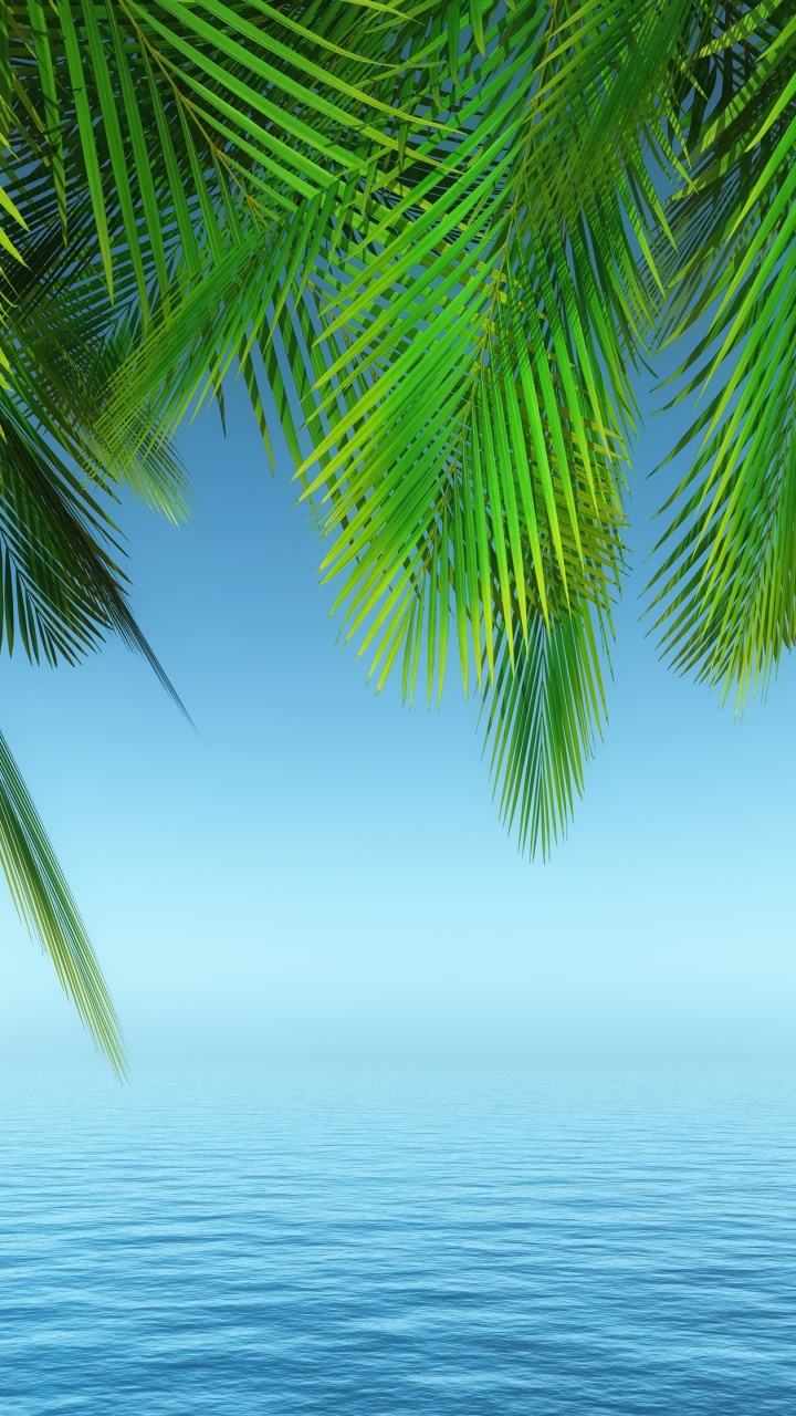 Palm Trees, Tree, Water, Daytime, Plant. Wallpaper in 720x1280 Resolution