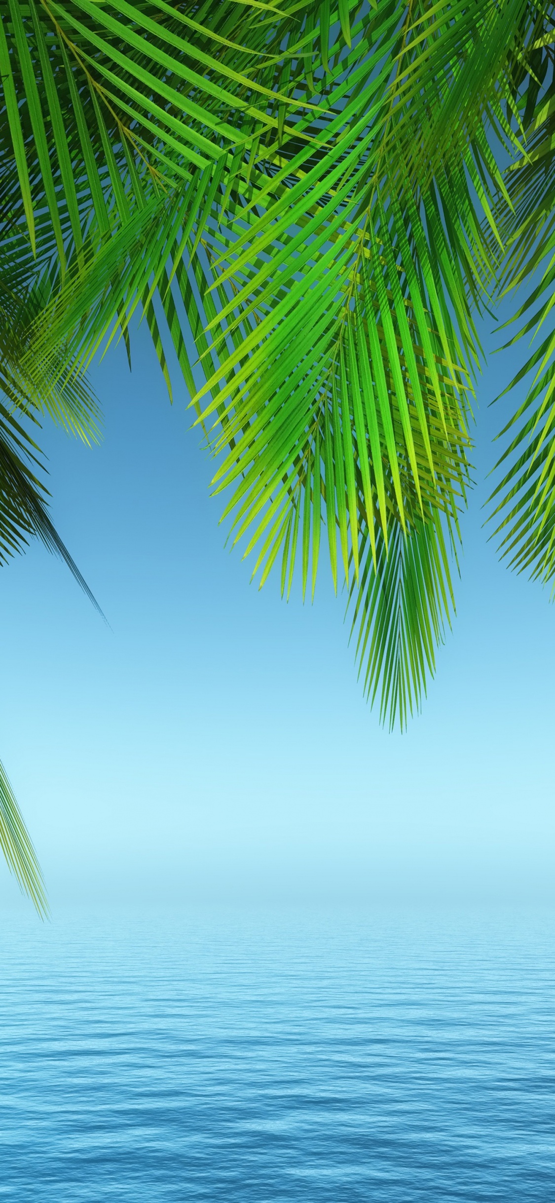 Palmera, Agua, Verde, Azure, Naturaleza. Wallpaper in 1125x2436 Resolution