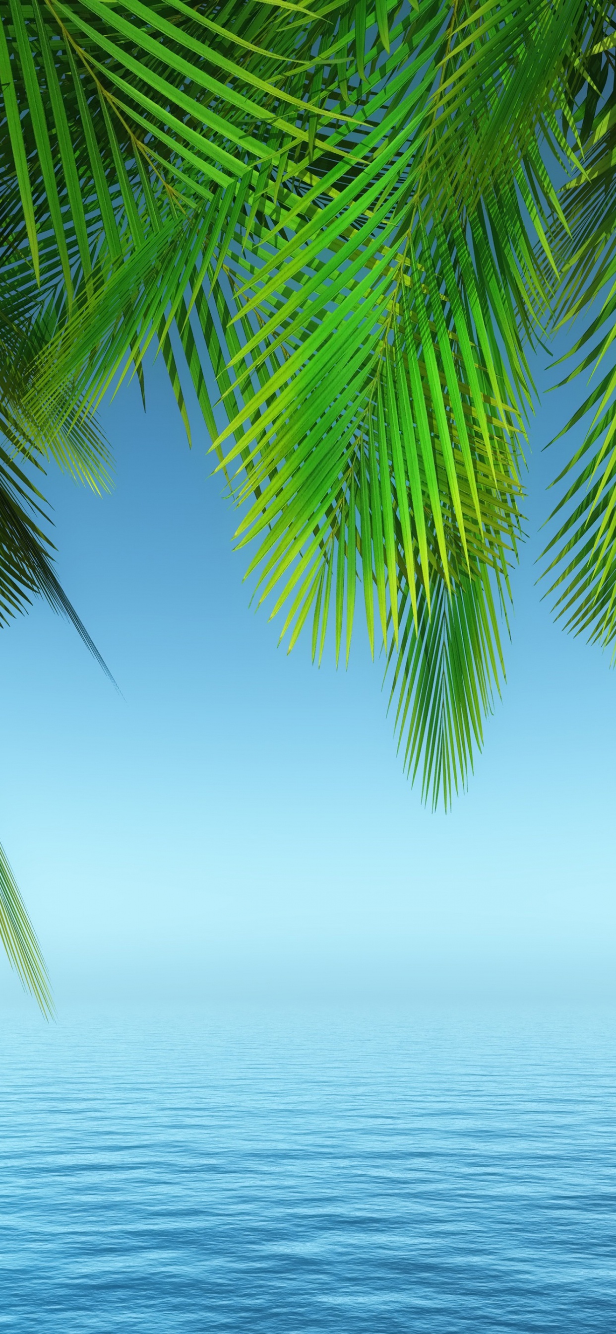 Palmera, Agua, Verde, Azure, Naturaleza. Wallpaper in 1242x2688 Resolution