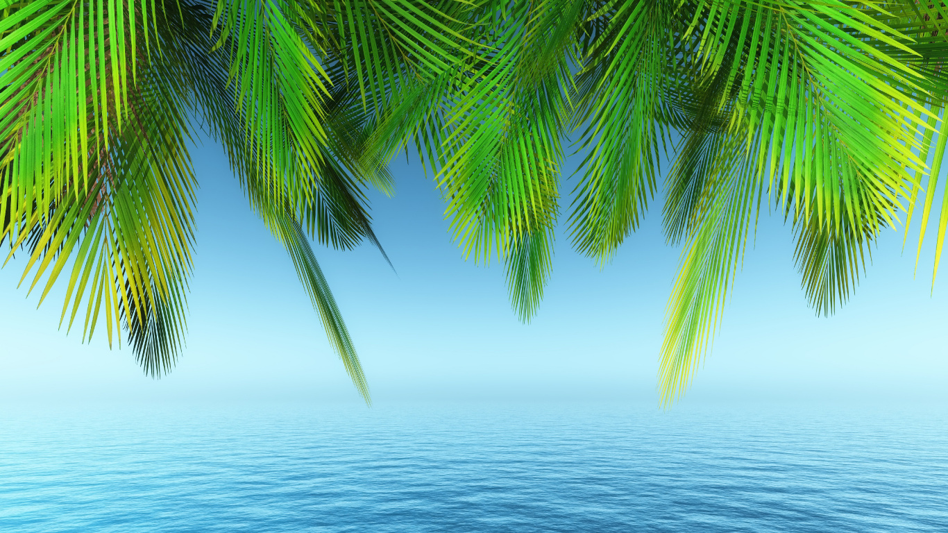 Palmera, Agua, Verde, Azure, Naturaleza. Wallpaper in 1366x768 Resolution