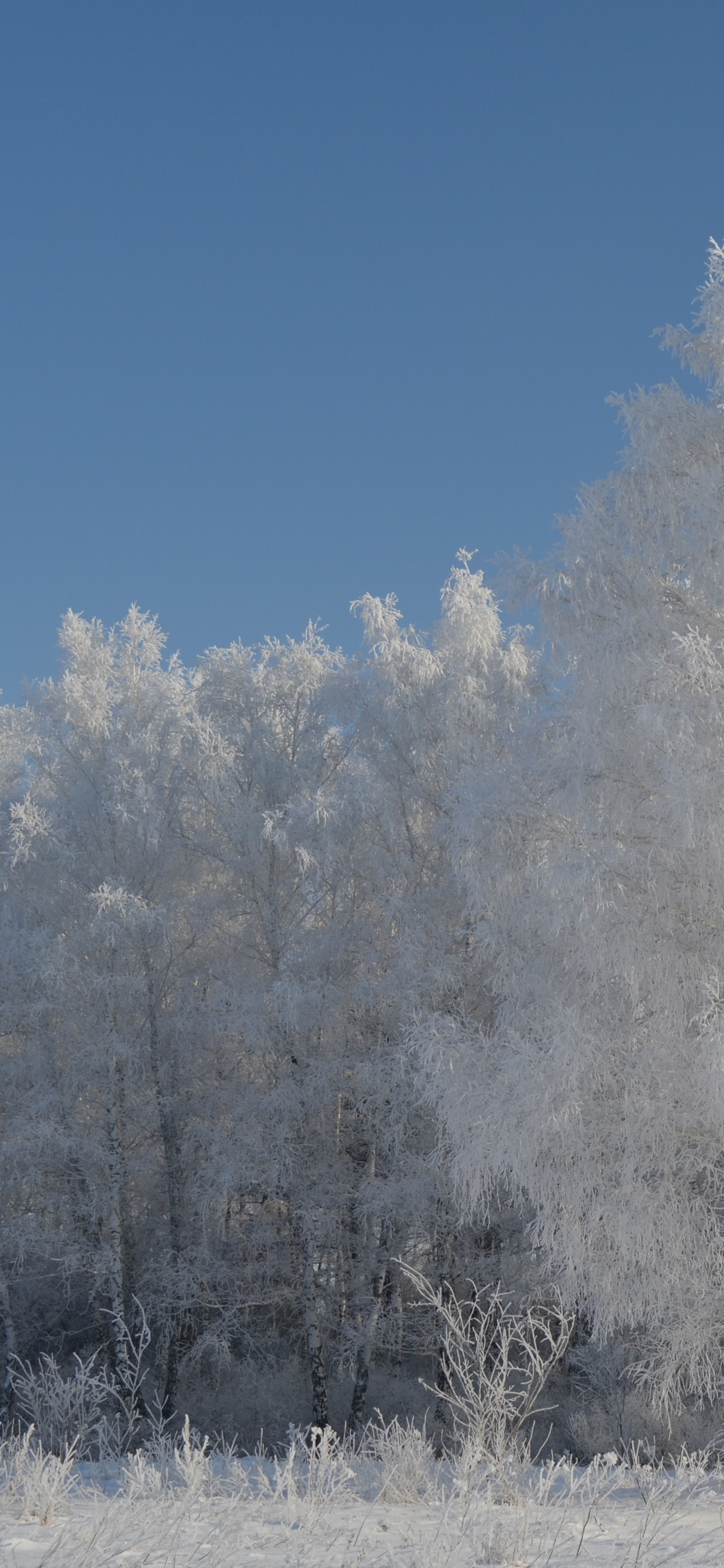 Arbres Blancs Couverts de Neige Pendant la Journée. Wallpaper in 1242x2688 Resolution