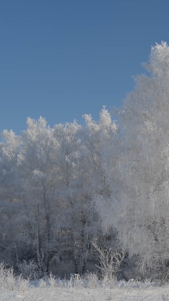 Arbres Blancs Couverts de Neige Pendant la Journée. Wallpaper in 720x1280 Resolution