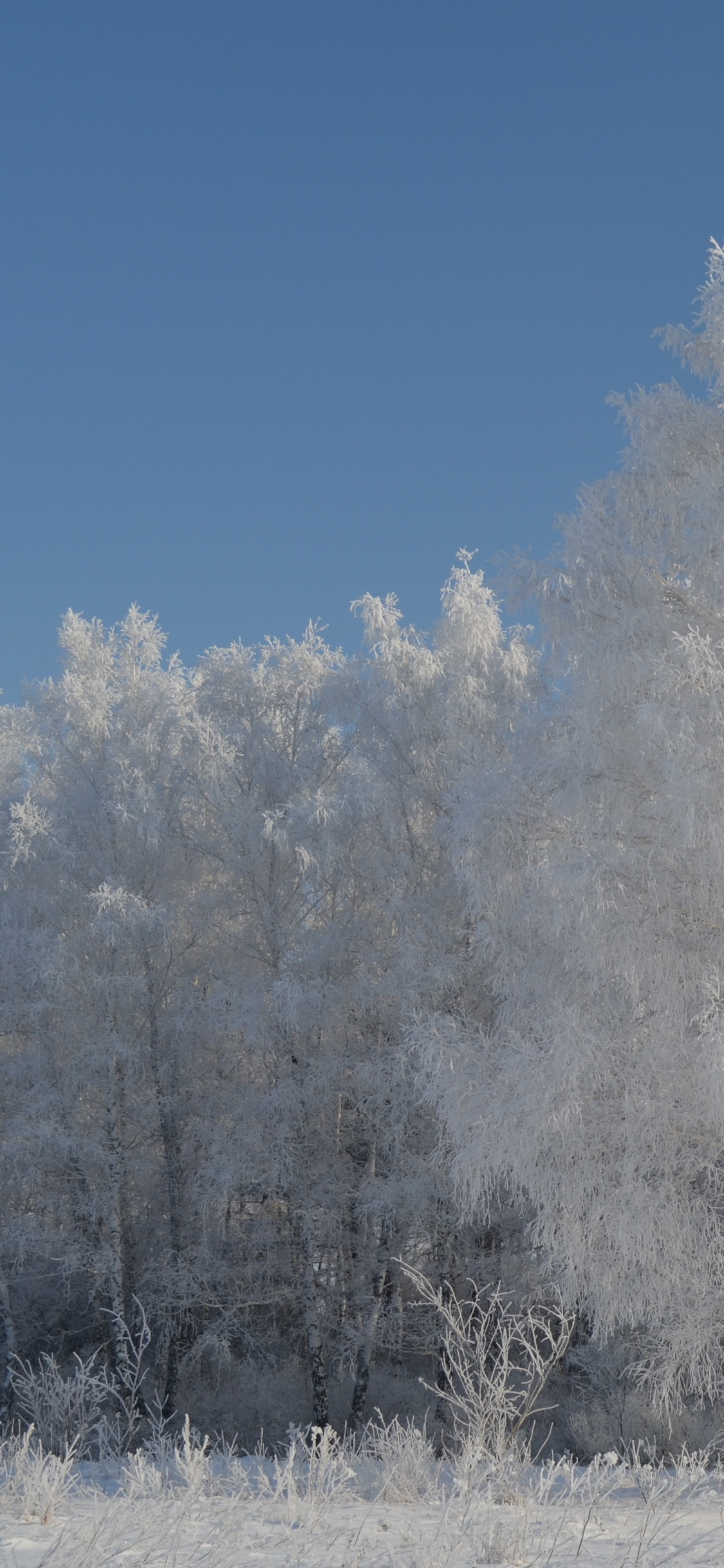 Weiße Bäume Tagsüber Mit Schnee Bedeckt. Wallpaper in 1125x2436 Resolution