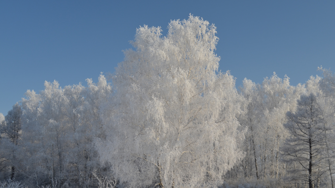 Weiße Bäume Tagsüber Mit Schnee Bedeckt. Wallpaper in 1280x720 Resolution
