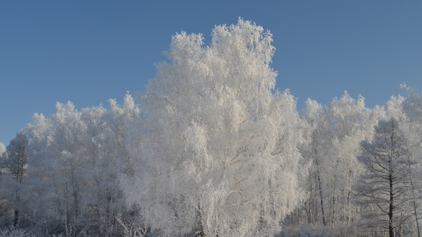 Weiße Bäume Tagsüber Mit Schnee Bedeckt. Wallpaper in 1366x768 Resolution