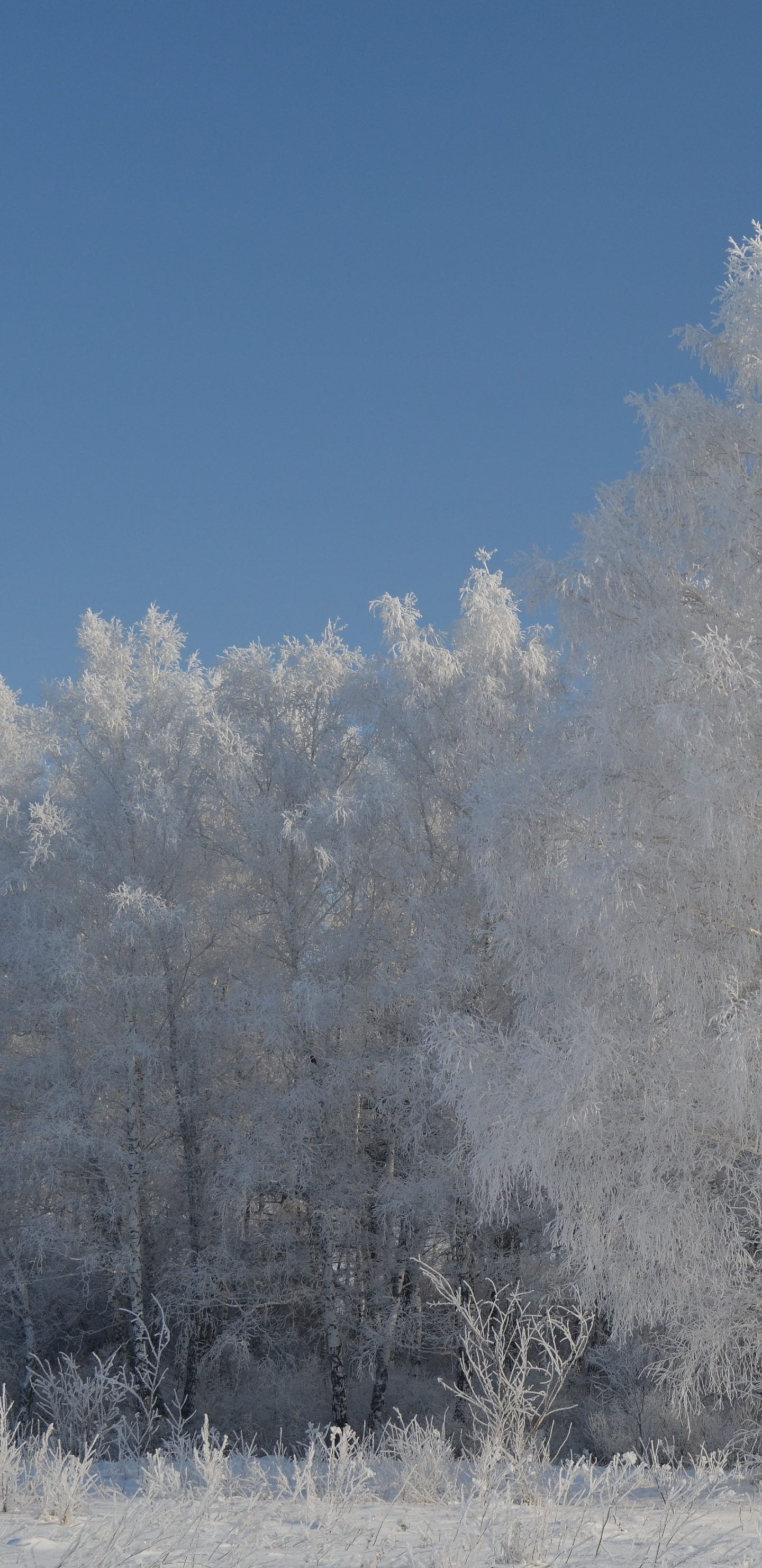 Weiße Bäume Tagsüber Mit Schnee Bedeckt. Wallpaper in 1440x2960 Resolution