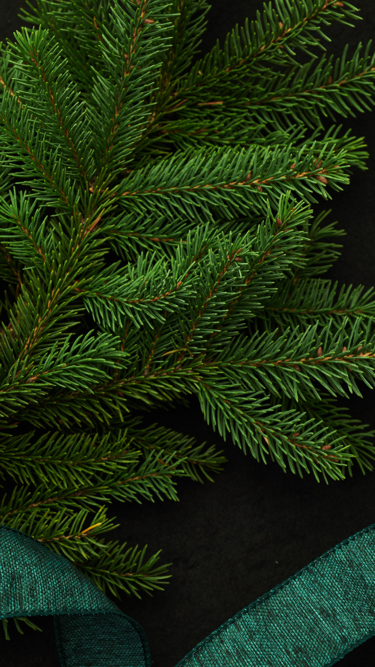 Hojas de Pino Verde Sobre Textil Negro. Wallpaper in 750x1334 Resolution