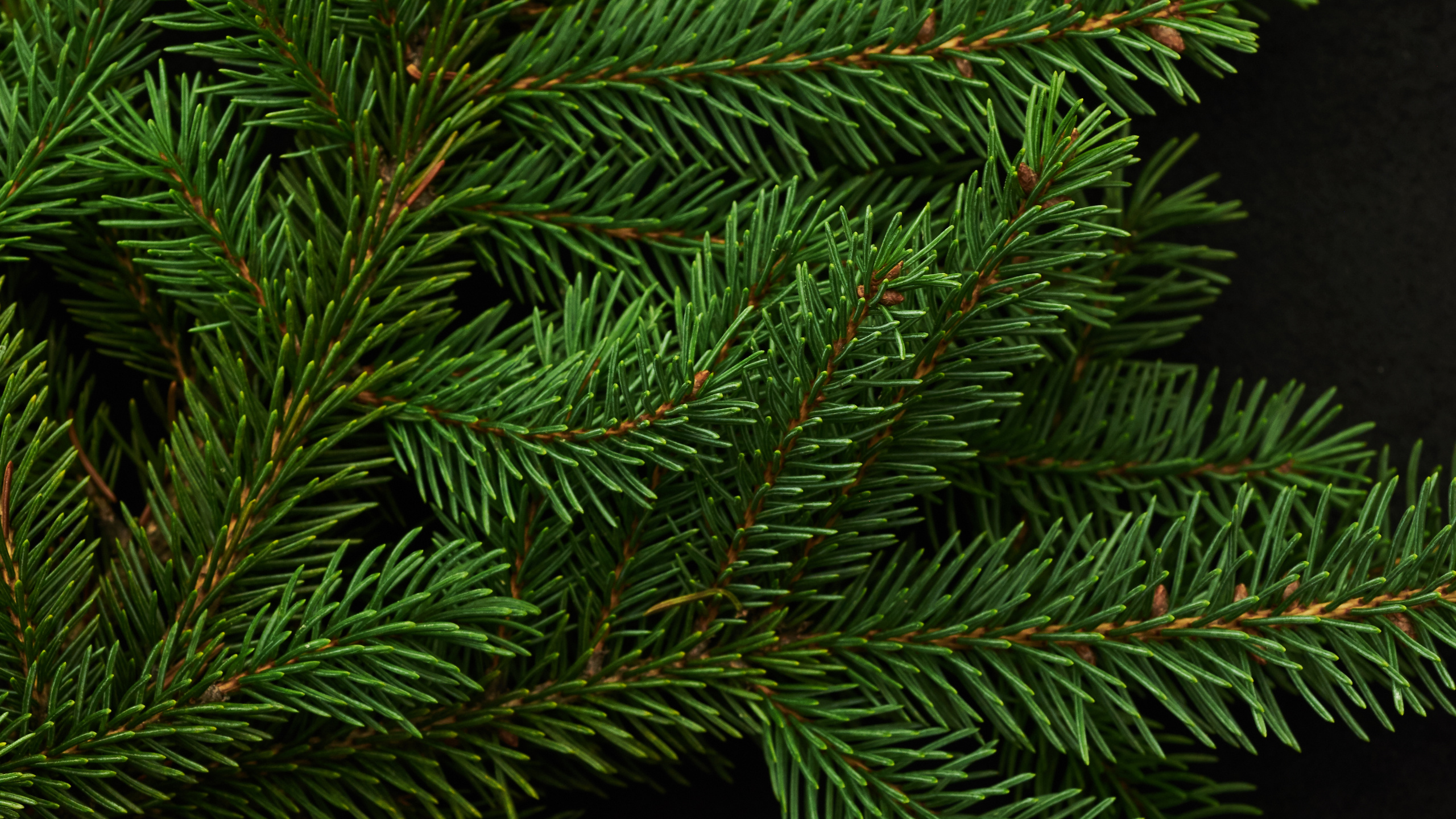 Feuilles de Pin Vert Sur Textile Noir. Wallpaper in 2560x1440 Resolution