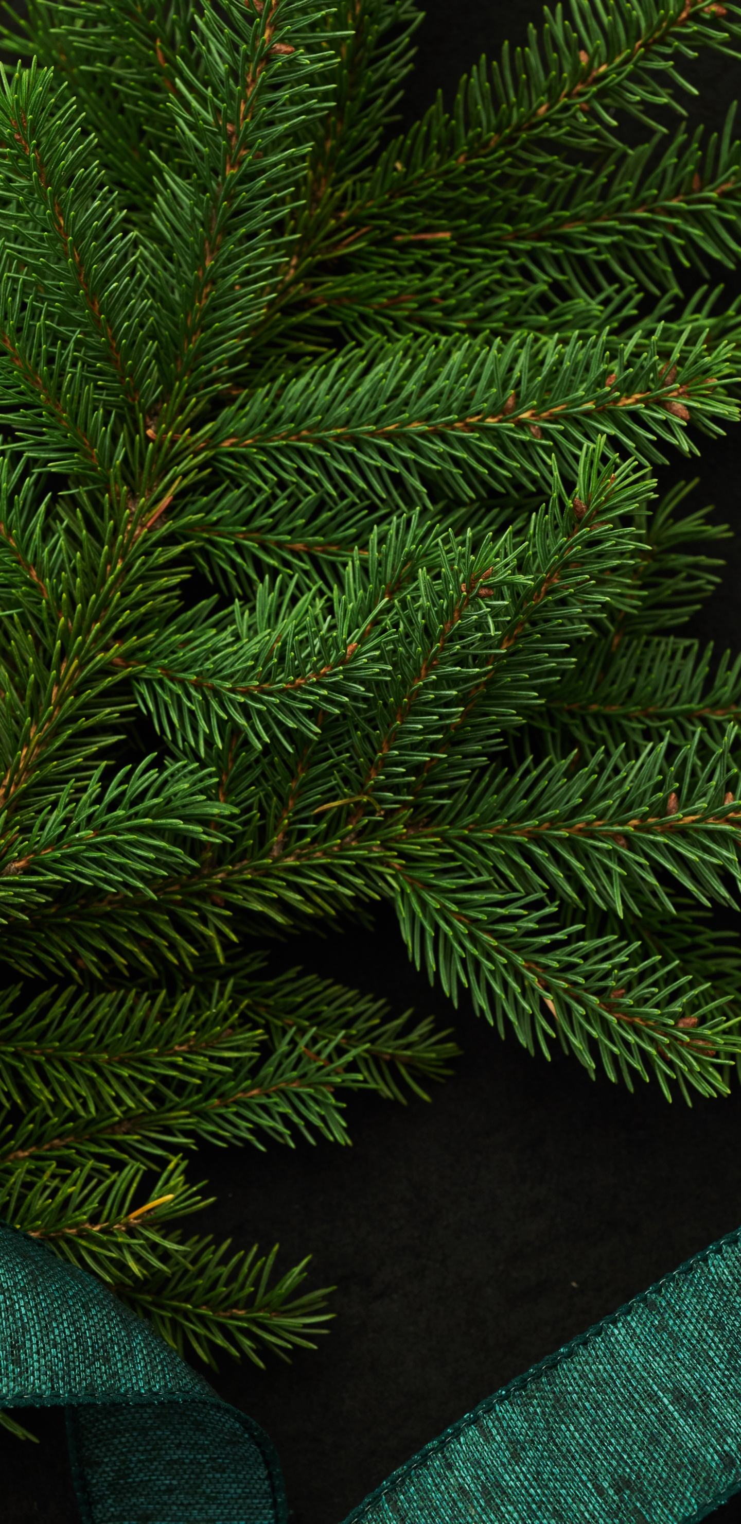 Green Pine Tree Leaves on Black Textile. Wallpaper in 1440x2960 Resolution