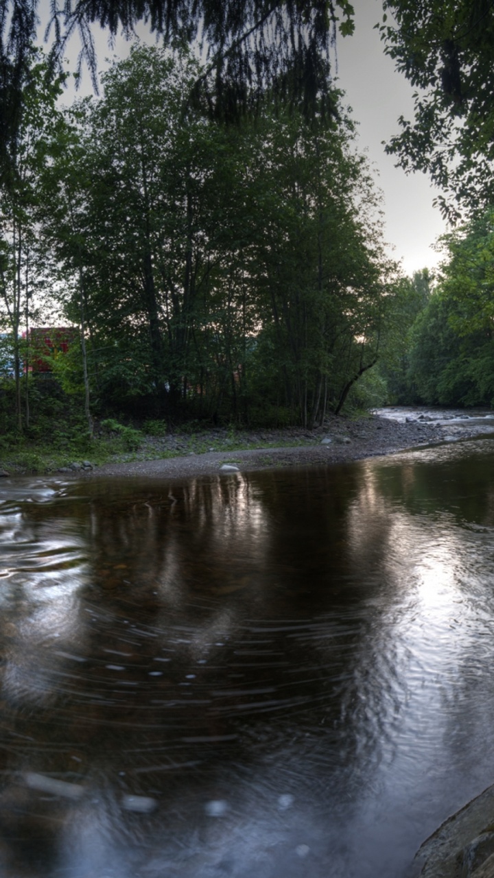 Arbres Verts au Bord de la Rivière Pendant la Journée. Wallpaper in 720x1280 Resolution