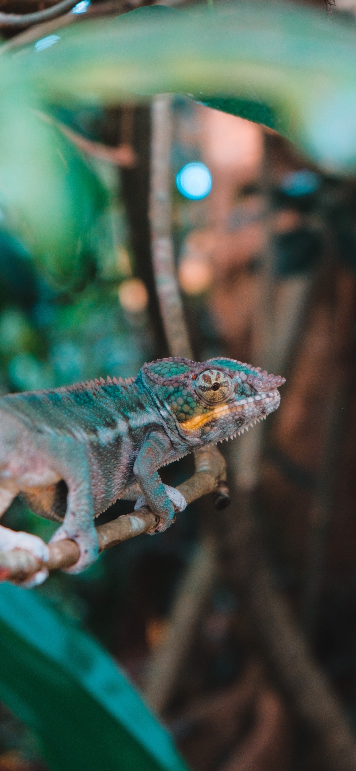 Grünes Und Braunes Chamäleon Auf Braunem Ast. Wallpaper in 1242x2688 Resolution