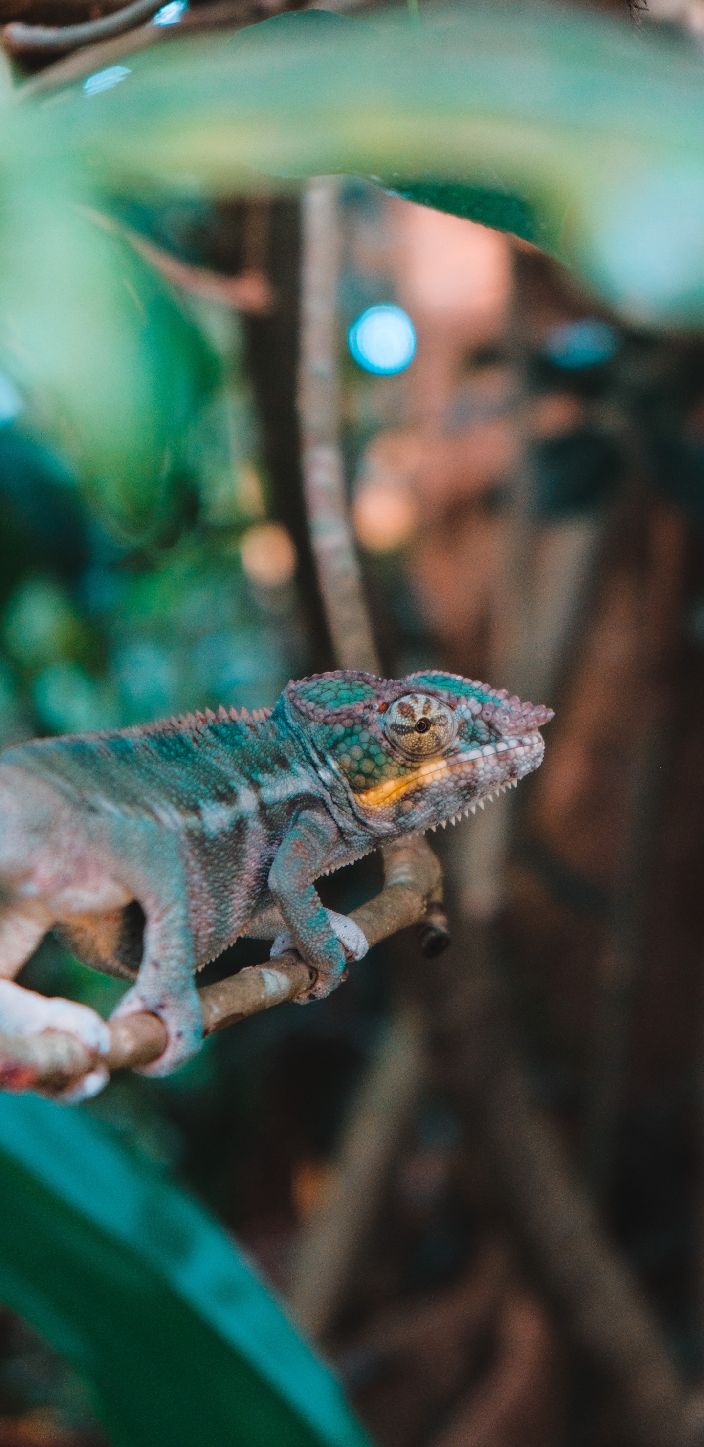 Grünes Und Braunes Chamäleon Auf Braunem Ast. Wallpaper in 1440x2960 Resolution