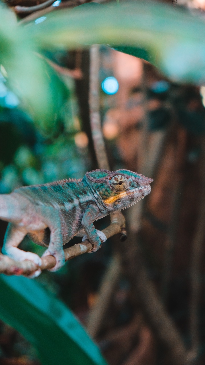 Grünes Und Braunes Chamäleon Auf Braunem Ast. Wallpaper in 720x1280 Resolution