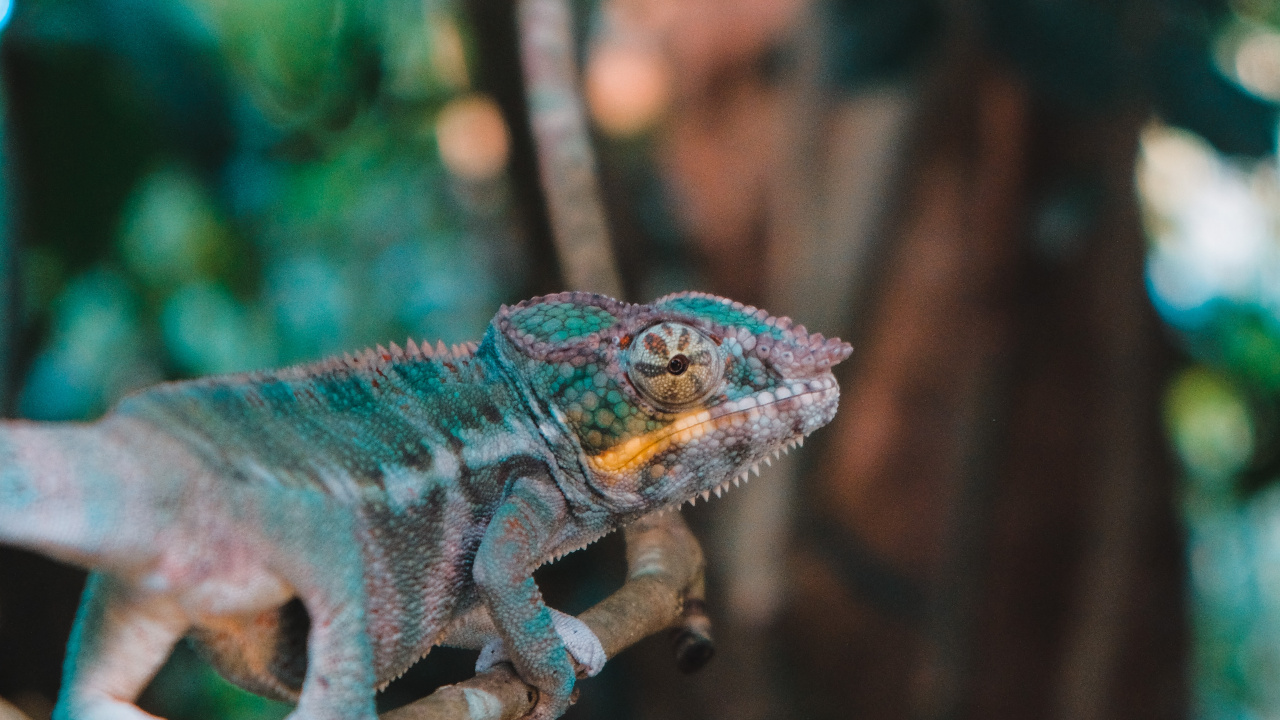 Iguania, 绿色的, 蜥蜴, 变色龙, 缩爬行动物 壁纸 1280x720 允许