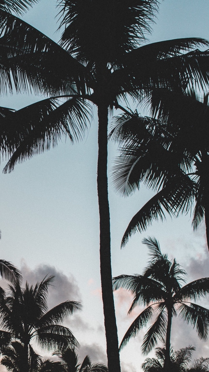 Palm Tree Under Orange Sky. Wallpaper in 720x1280 Resolution