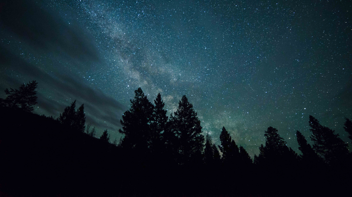 Silhouette Von Bäumen Unter Sternenklarer Nacht. Wallpaper in 1366x768 Resolution