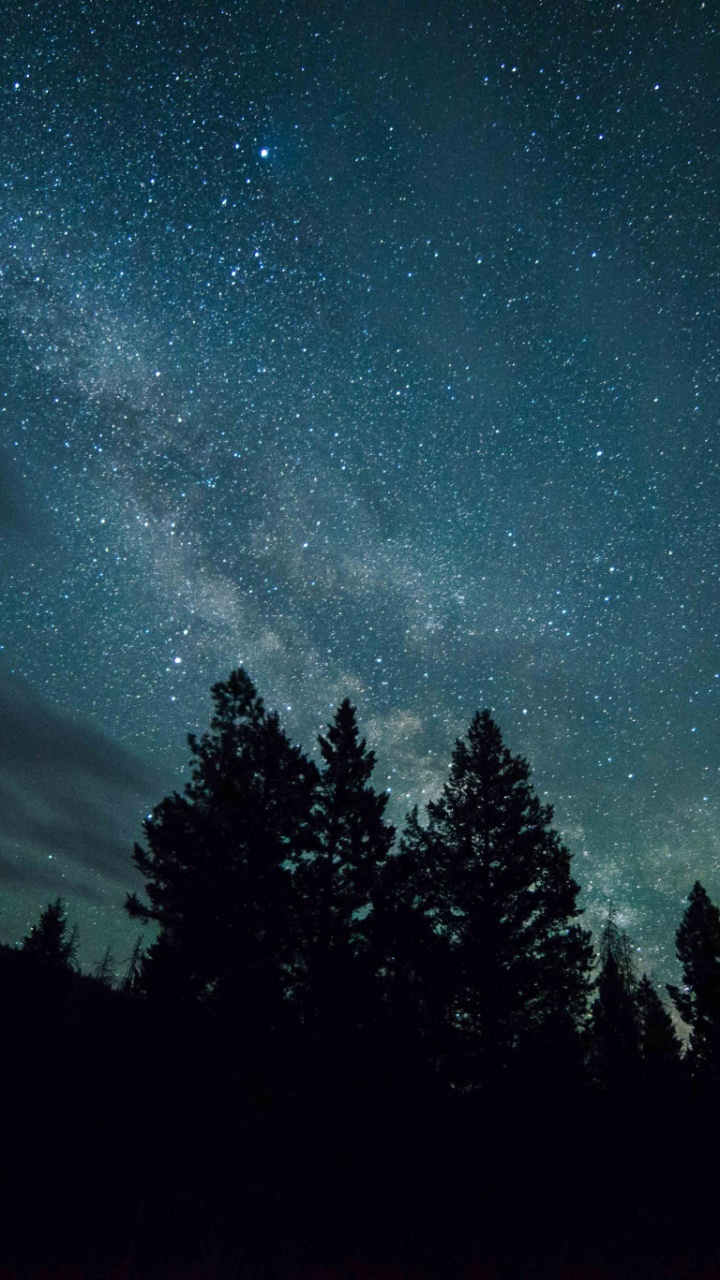 Silhouette Von Bäumen Unter Sternenklarer Nacht. Wallpaper in 720x1280 Resolution