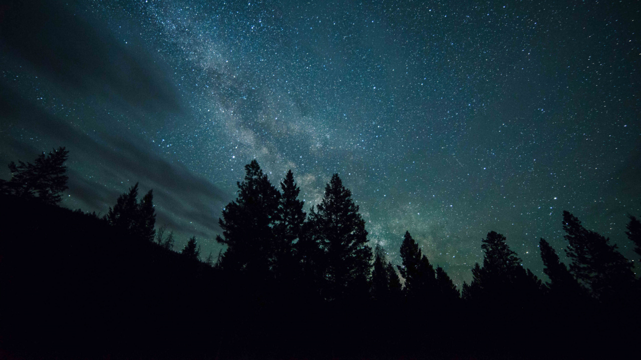 Silhouette D'arbres Sous la Nuit Étoilée. Wallpaper in 1280x720 Resolution