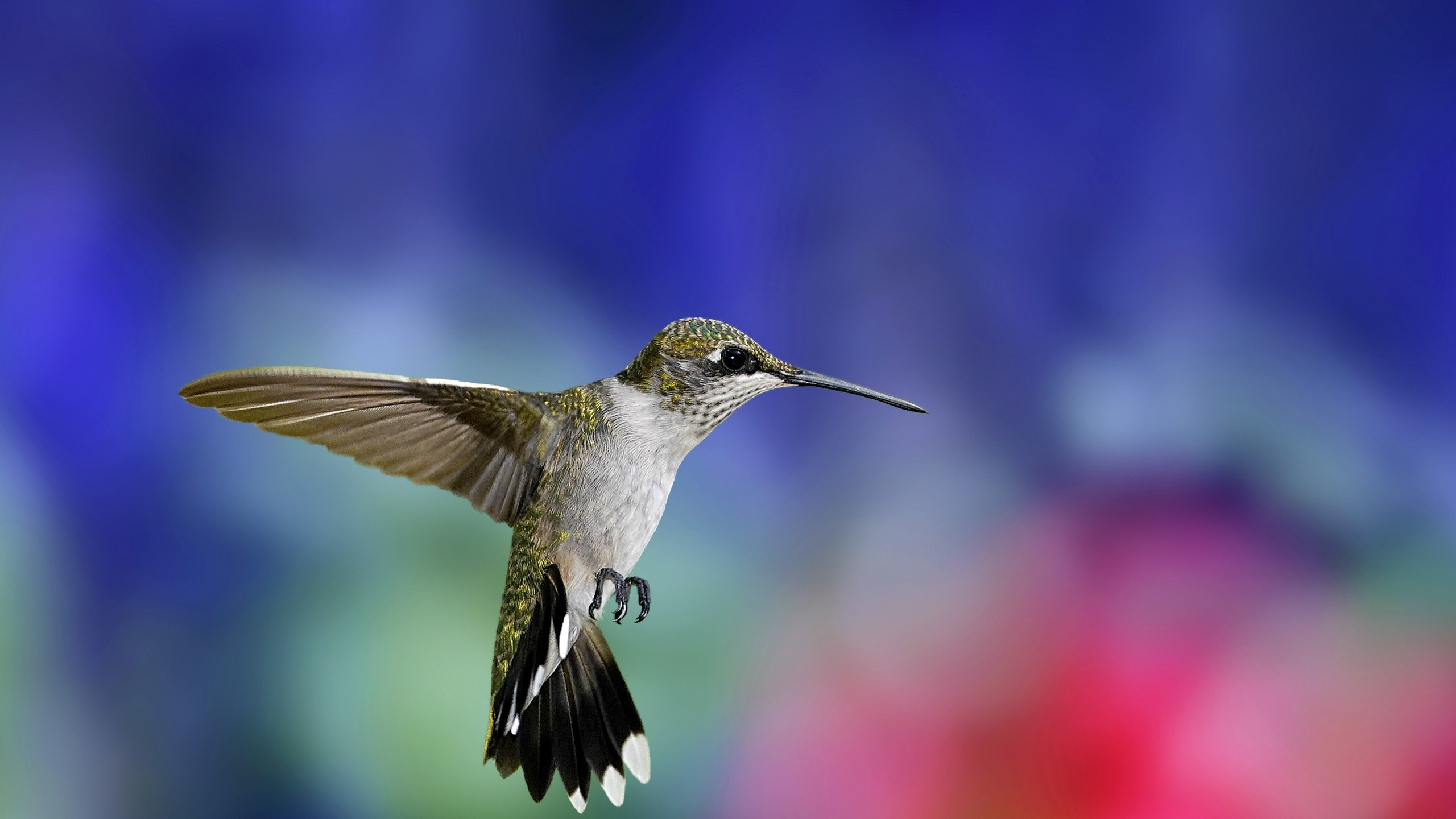 Colibri Noir et Blanc Volant. Wallpaper in 2560x1440 Resolution