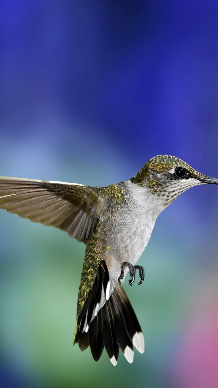 Schwarz-weißer Kolibri Fliegt. Wallpaper in 720x1280 Resolution