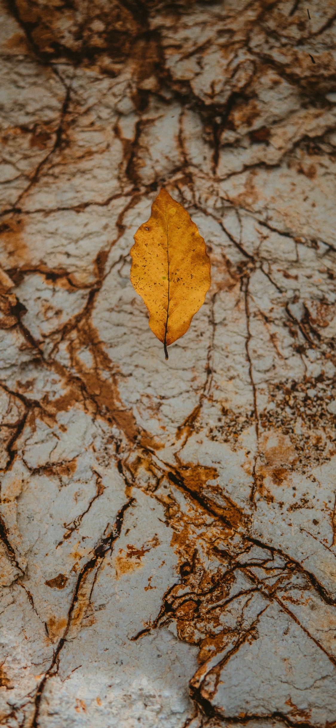 Hoja Marrón Sobre Superficie Marrón y Blanca. Wallpaper in 1125x2436 Resolution