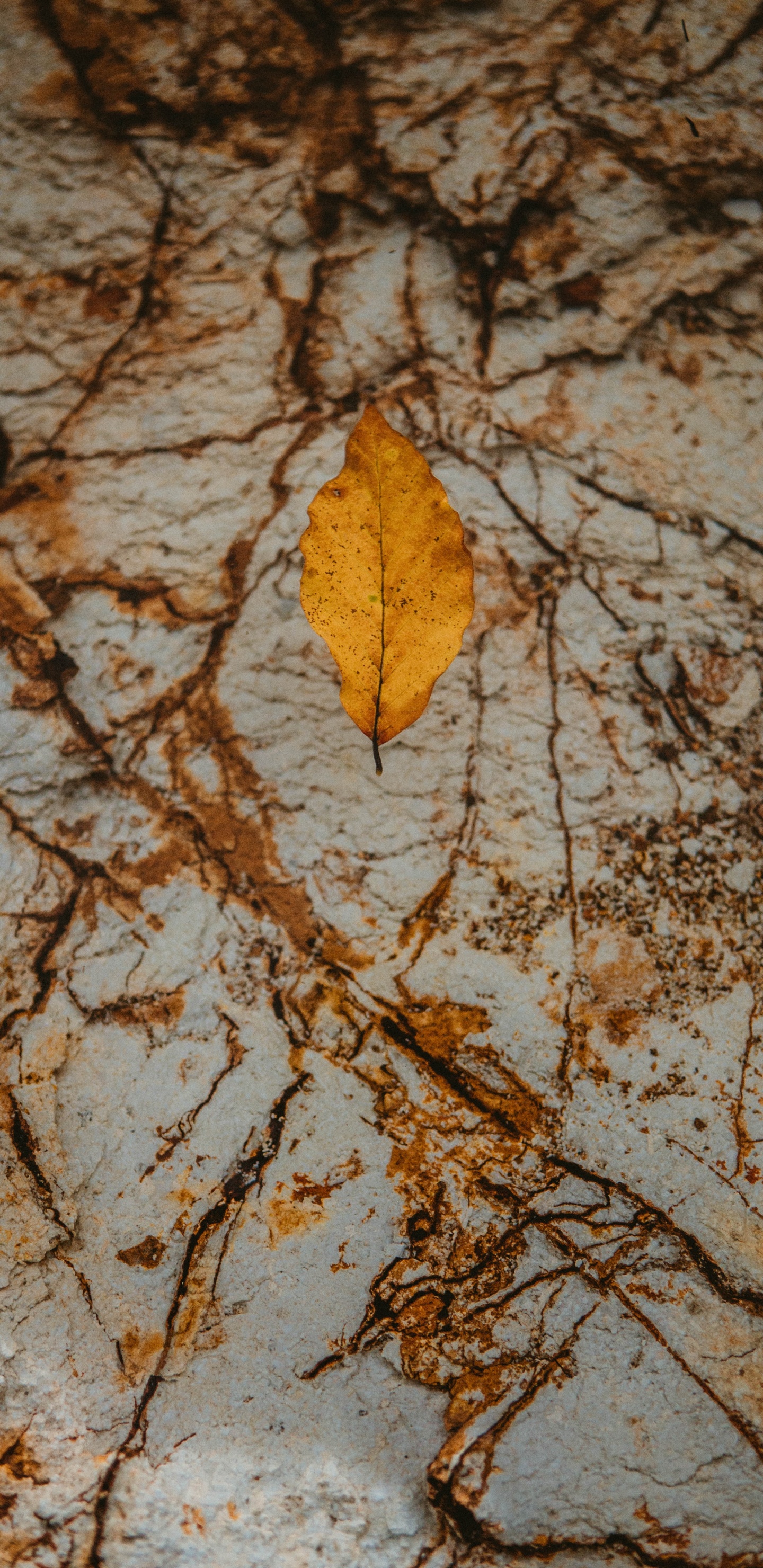 Brown Leaf on Brown and White Surface. Wallpaper in 1440x2960 Resolution