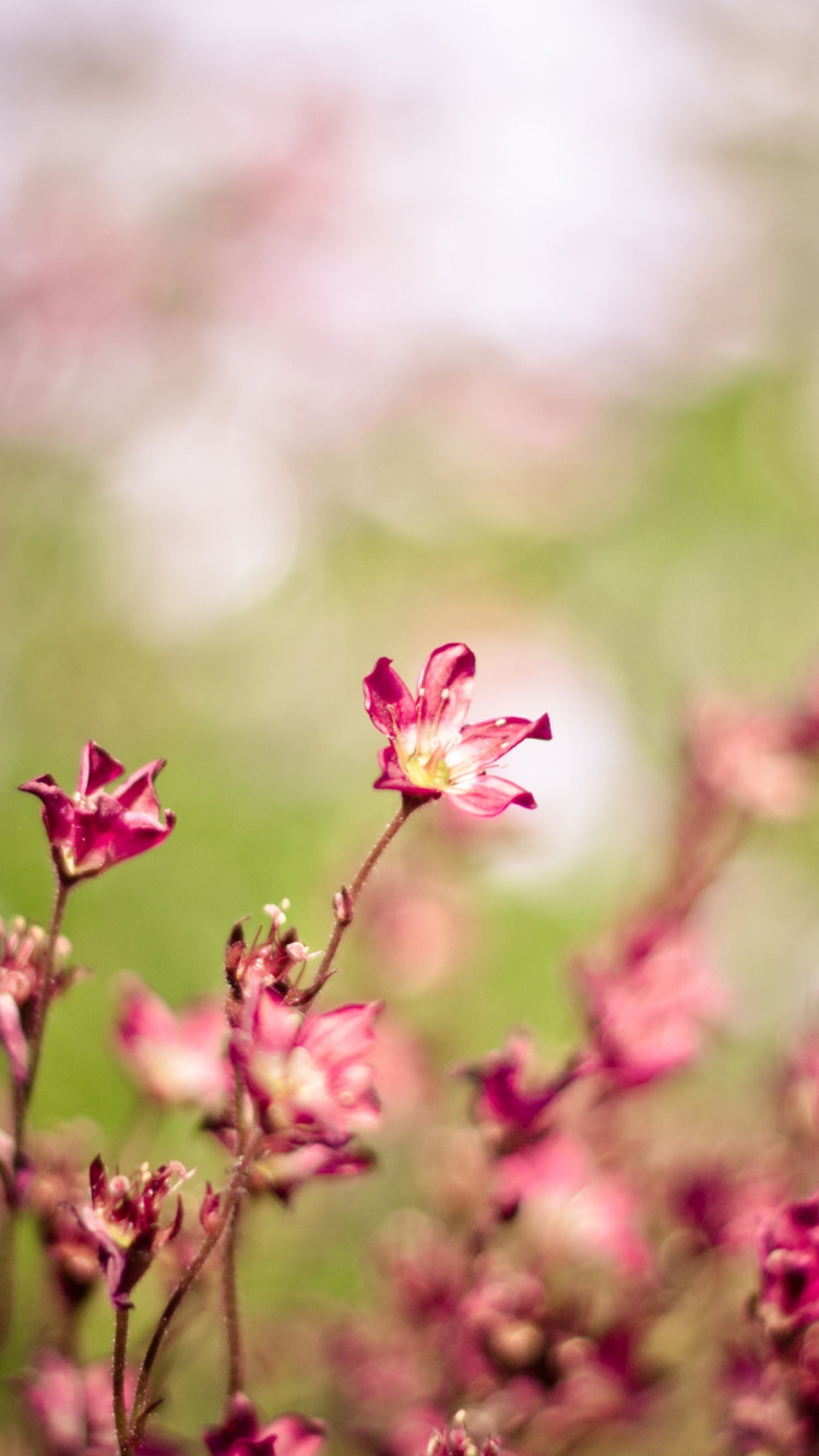 Pink Flowers in Tilt Shift Lens. Wallpaper in 750x1334 Resolution
