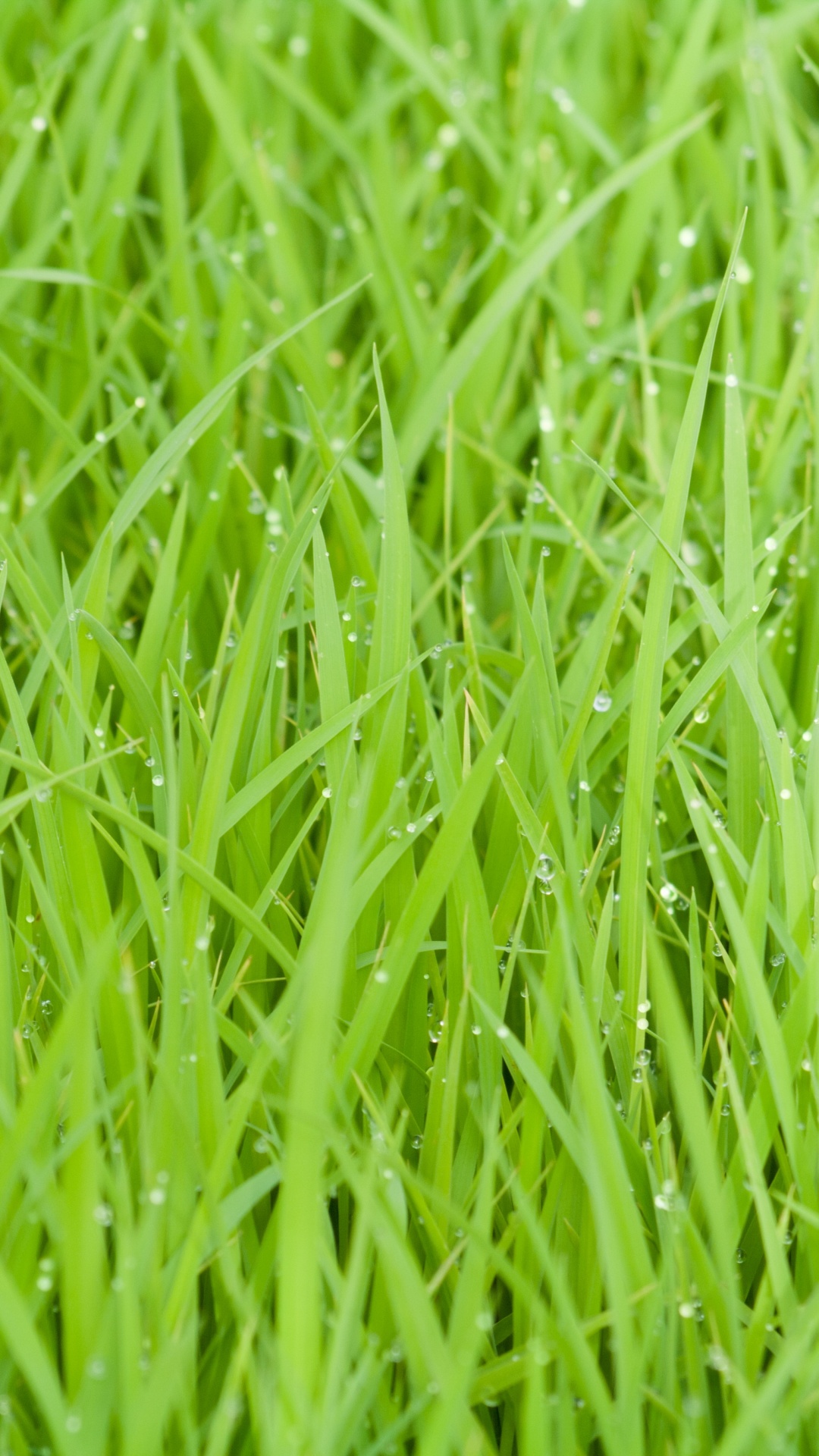 Herbe Verte en Photographie Rapprochée. Wallpaper in 1080x1920 Resolution