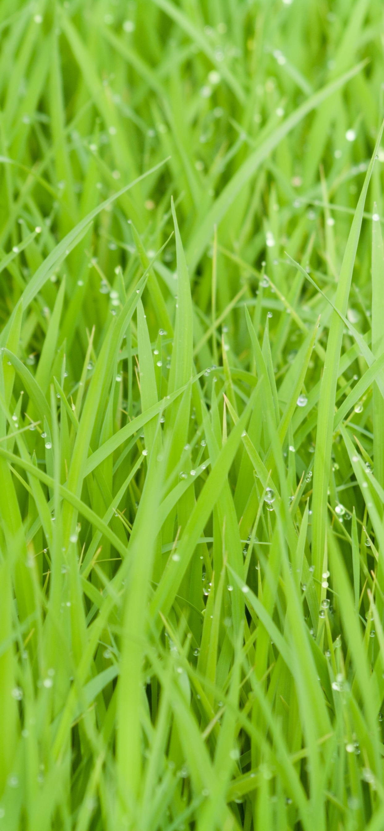 Herbe Verte en Photographie Rapprochée. Wallpaper in 1242x2688 Resolution