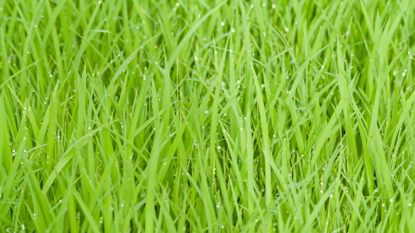 Herbe Verte en Photographie Rapprochée. Wallpaper in 1366x768 Resolution