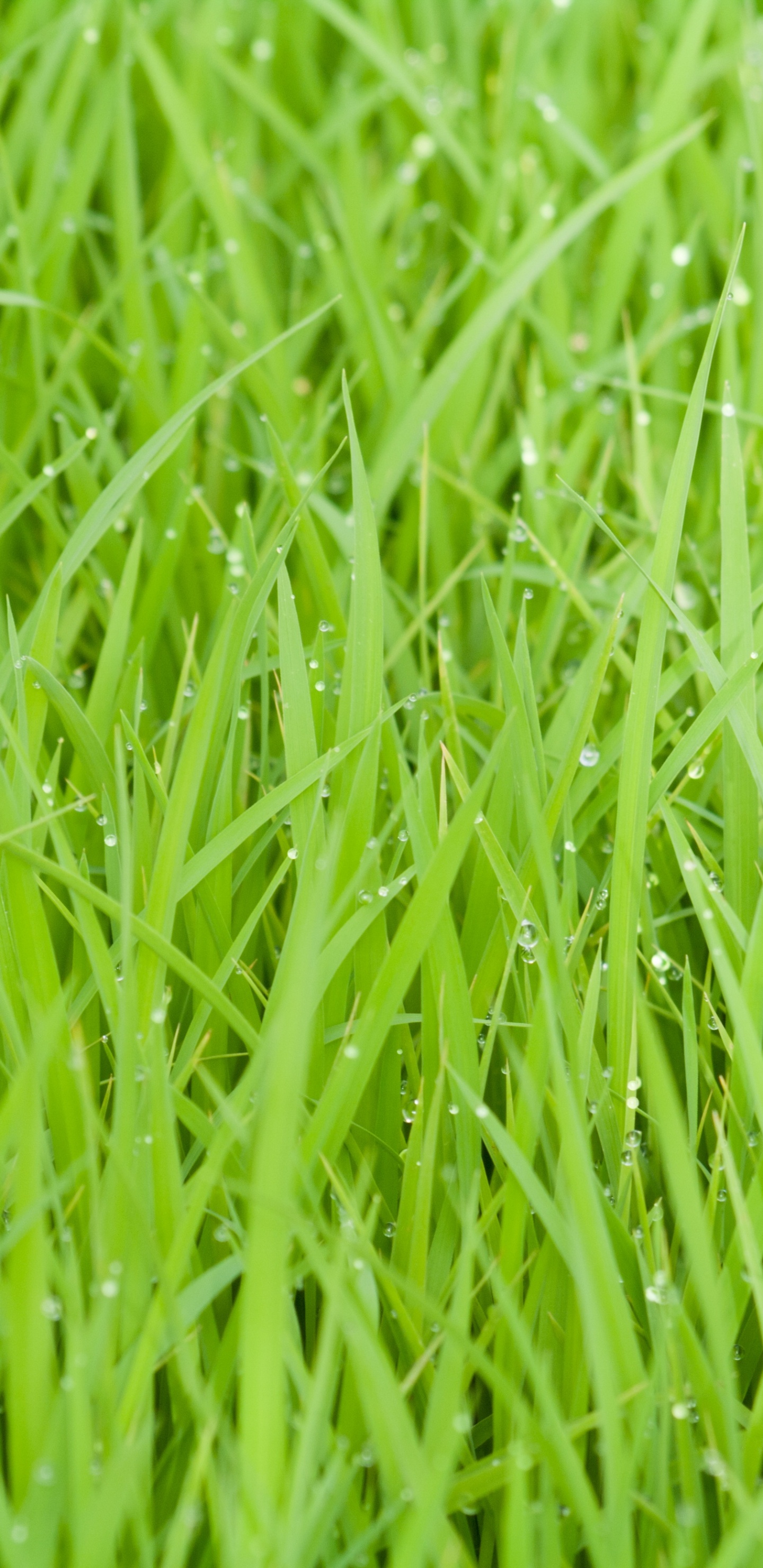 Green Grass in Close up Photography. Wallpaper in 1440x2960 Resolution