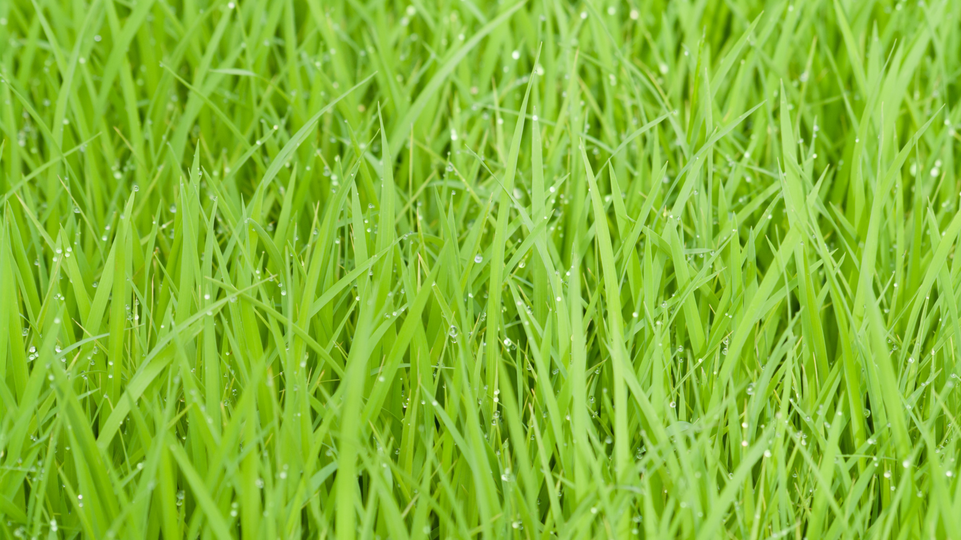 Green Grass in Close up Photography. Wallpaper in 1920x1080 Resolution