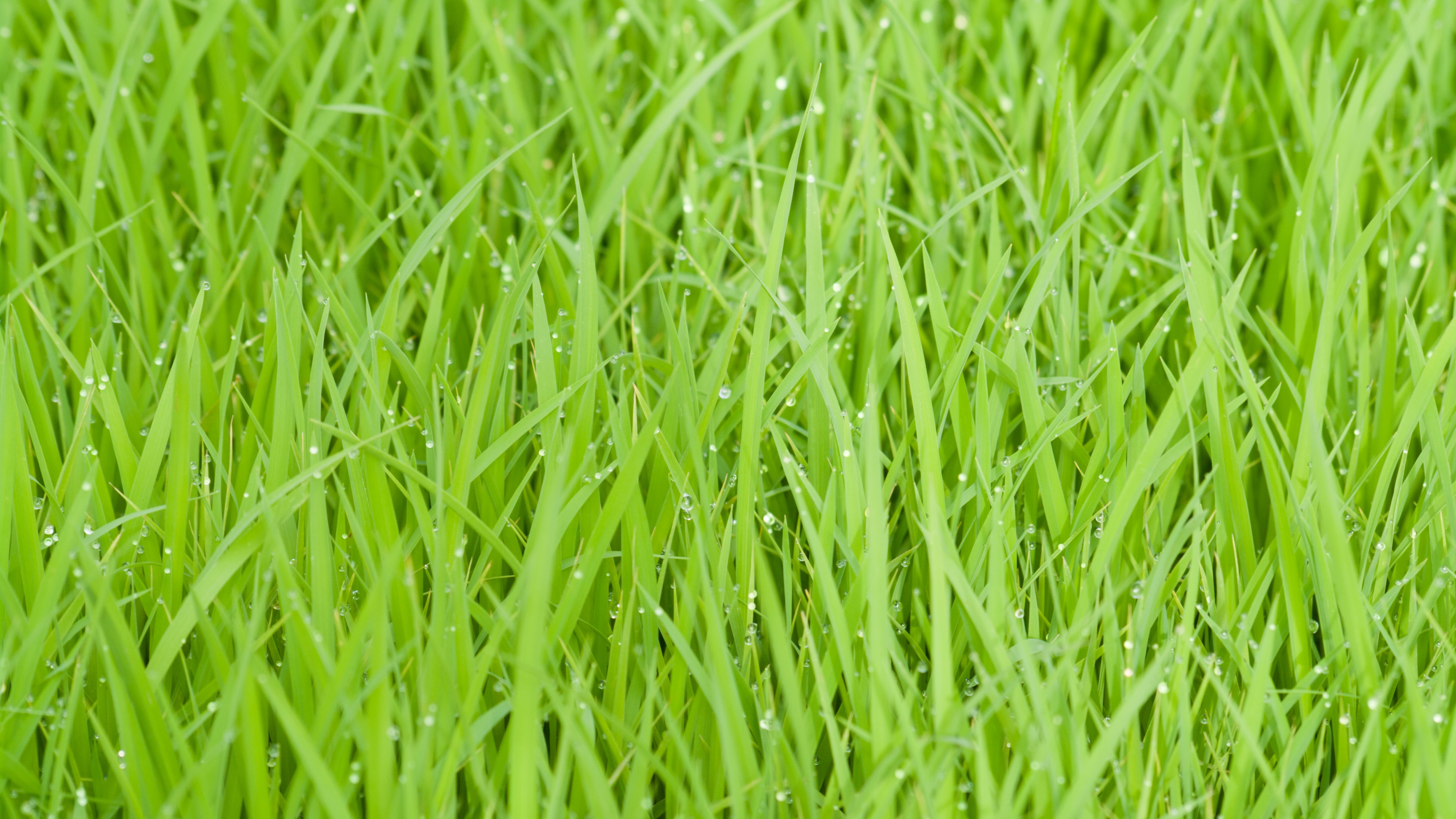 Green Grass in Close up Photography. Wallpaper in 3840x2160 Resolution