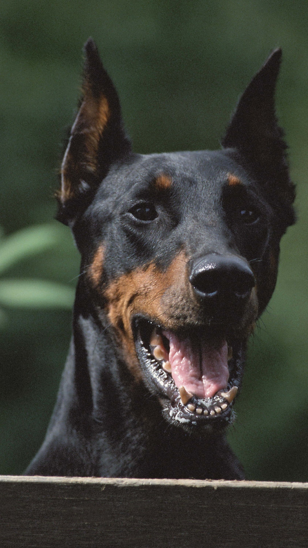 Black and Tan Short Coat Medium Sized Dog. Wallpaper in 1080x1920 Resolution