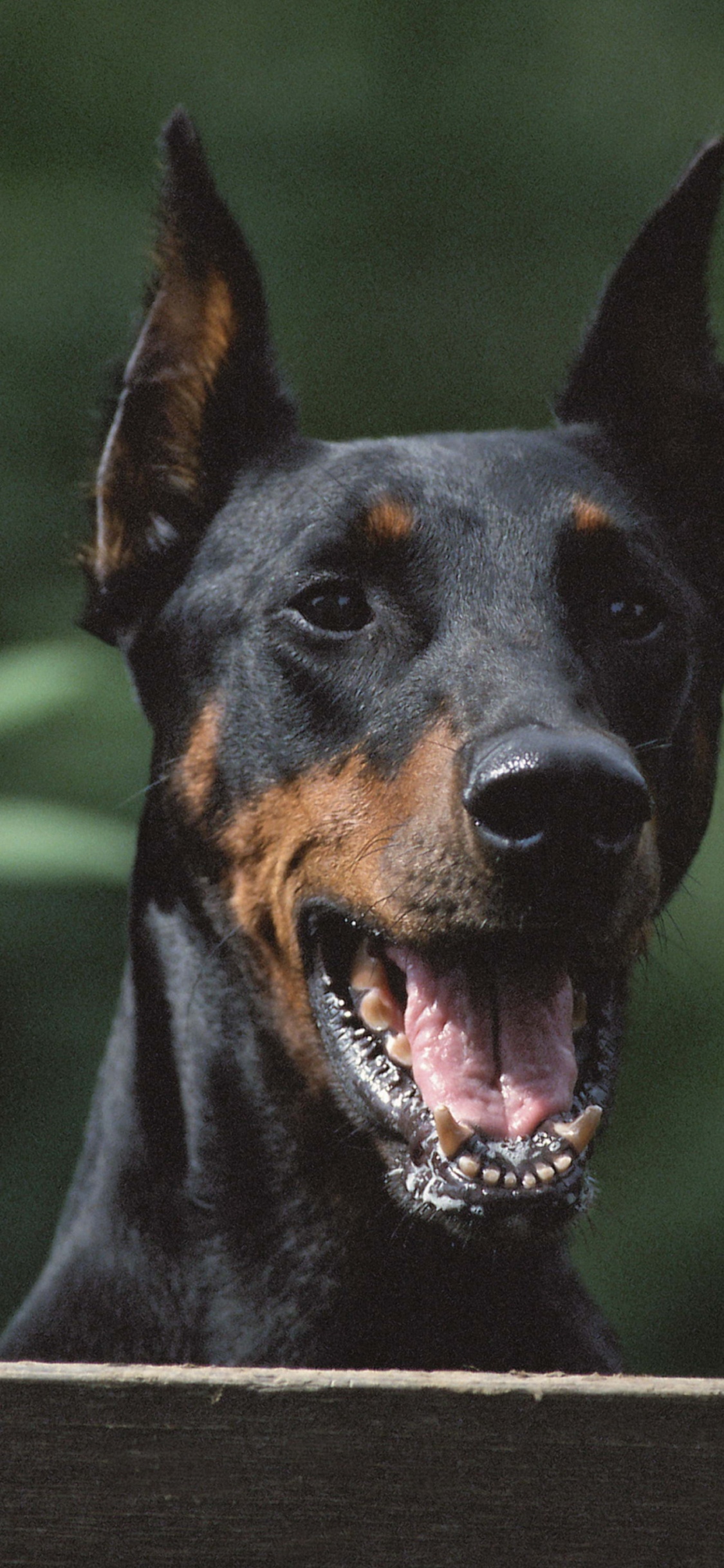 Black and Tan Short Coat Medium Sized Dog. Wallpaper in 1125x2436 Resolution