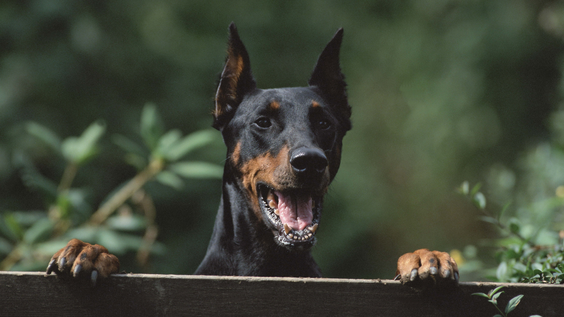Schwarz-brauner Kurzmantel Mittelgroßer Hund. Wallpaper in 1920x1080 Resolution