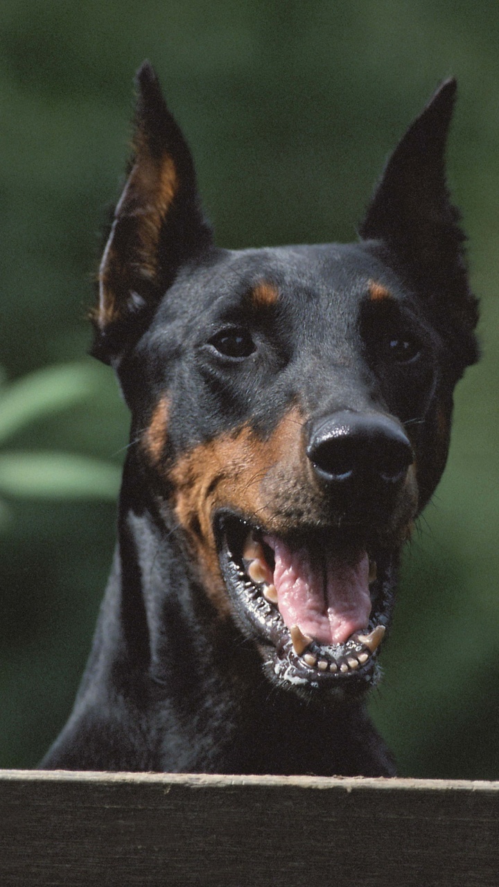 Schwarz-brauner Kurzmantel Mittelgroßer Hund. Wallpaper in 720x1280 Resolution