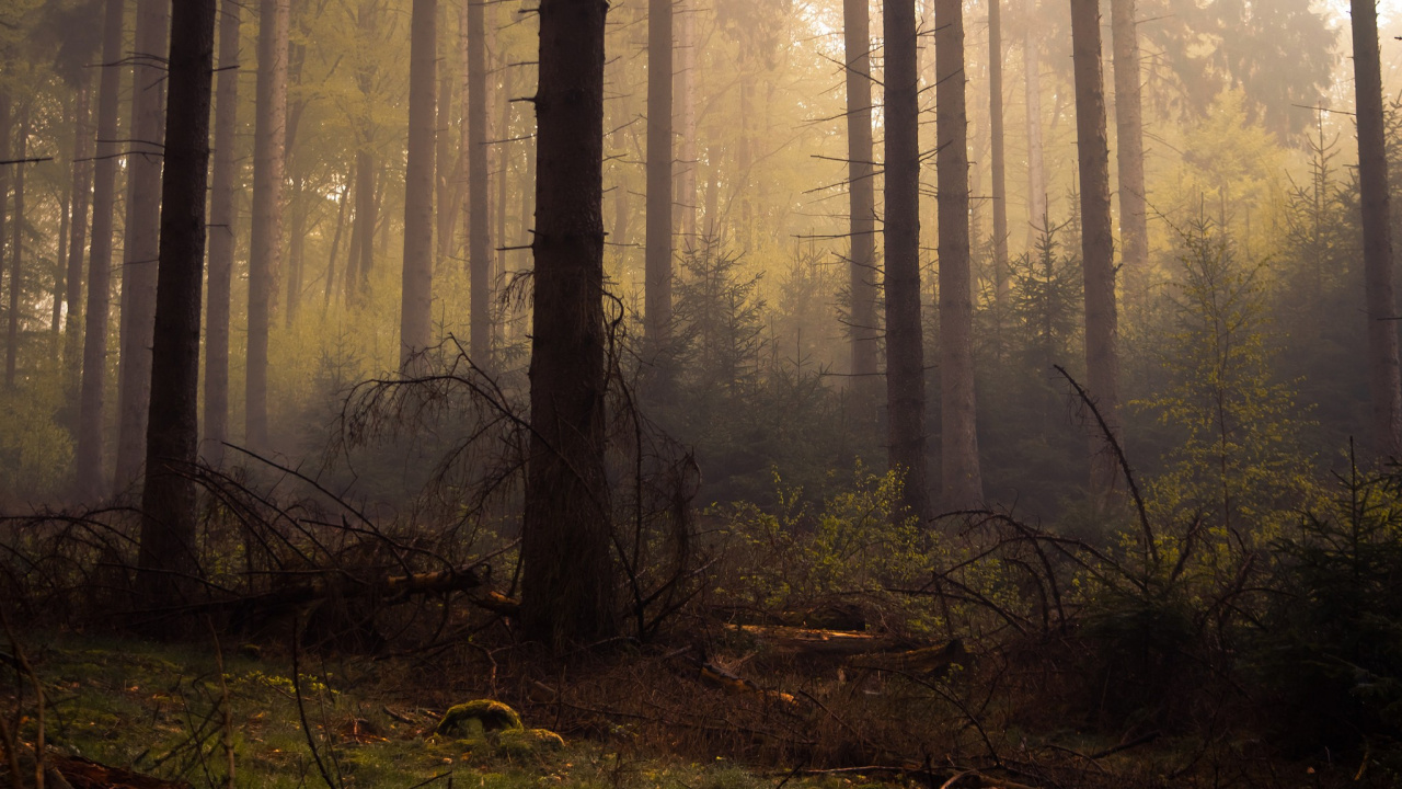 Arbres Sans Feuilles Sur la Forêt Pendant la Journée. Wallpaper in 1280x720 Resolution