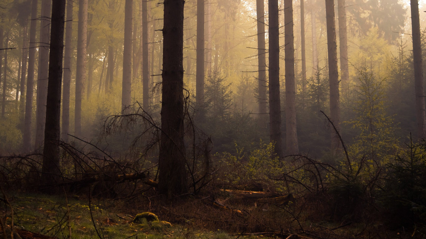 Arbres Sans Feuilles Sur la Forêt Pendant la Journée. Wallpaper in 1366x768 Resolution