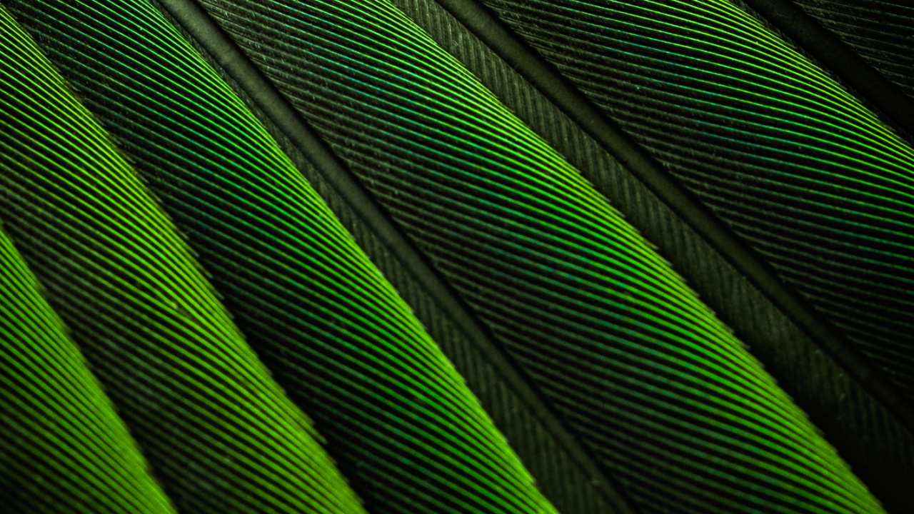 Rechteck, Terrestrische Pflanzen, Werkstoffeigenschaften, Farbtöne Und Schattierungen, Magenta. Wallpaper in 1280x720 Resolution