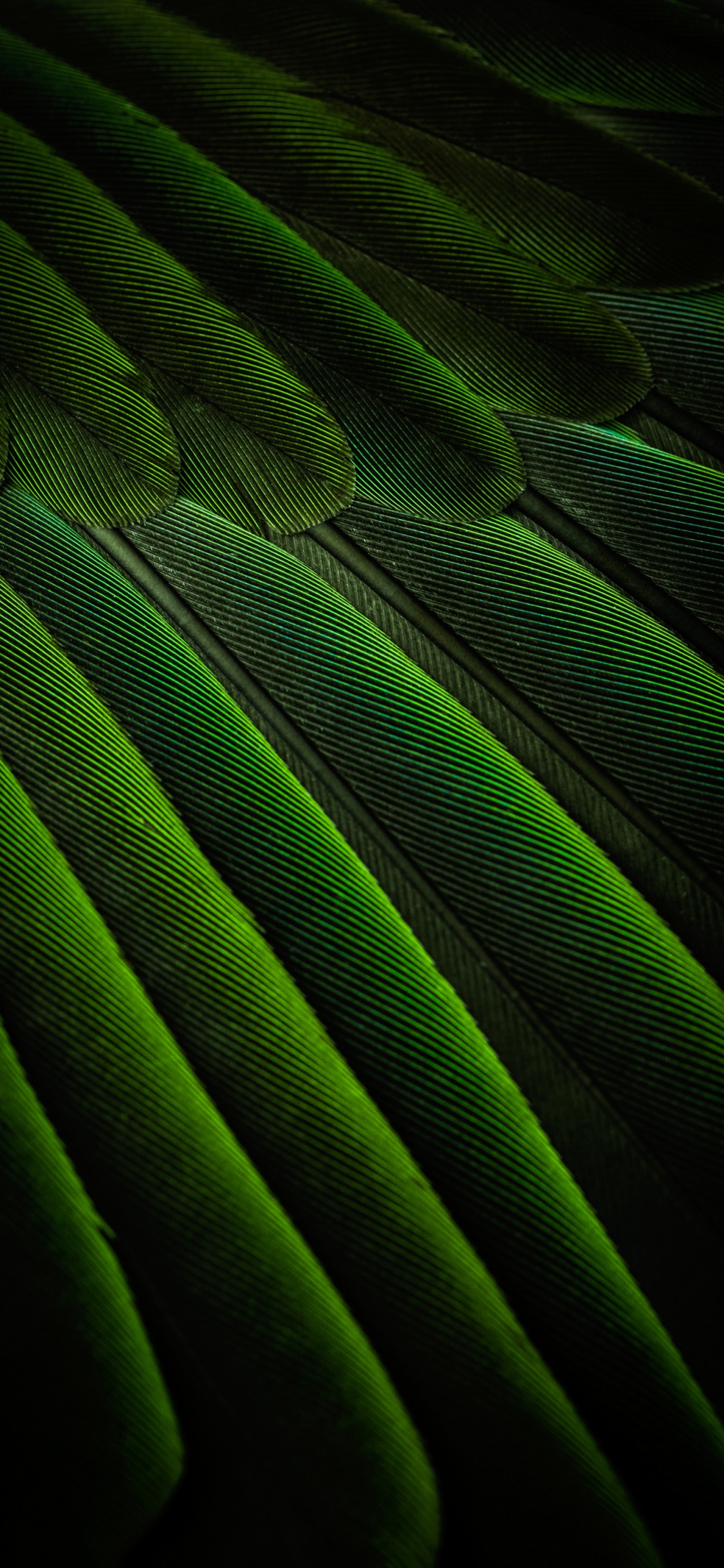 Rectángulo, Planta Terrestre, Material Propiedad, Tintes y Matices, Magenta. Wallpaper in 1125x2436 Resolution