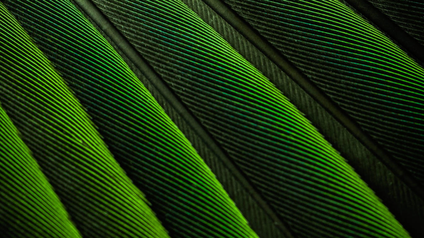 Rectángulo, Planta Terrestre, Material Propiedad, Tintes y Matices, Magenta. Wallpaper in 1366x768 Resolution