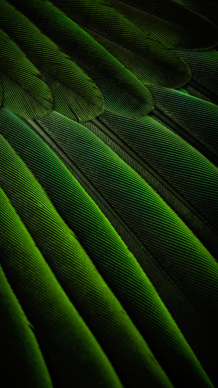 Rectángulo, Planta Terrestre, Material Propiedad, Tintes y Matices, Magenta. Wallpaper in 720x1280 Resolution