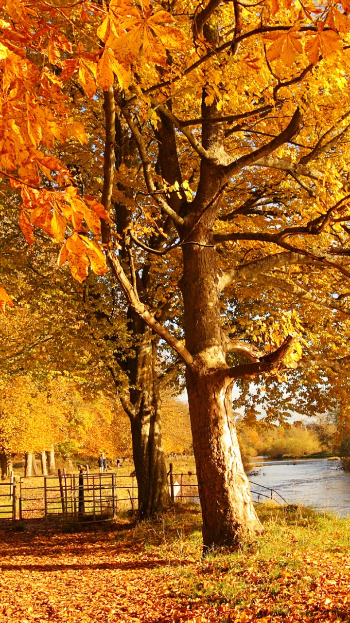 Brown Maple Tree Near Lake During Daytime. Wallpaper in 720x1280 Resolution