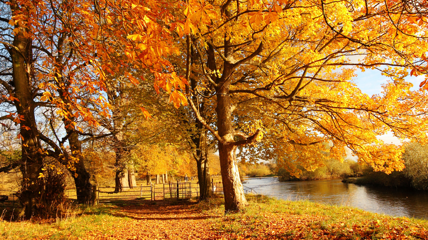 Brauner Ahornbaum in Der Nähe Des Sees Tagsüber. Wallpaper in 1366x768 Resolution