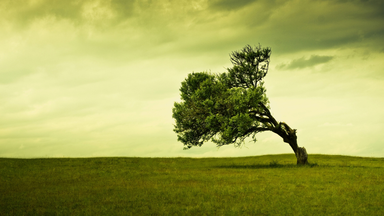 Grüner Baum Auf Grüner Wiese Unter Weißen Wolken Tagsüber. Wallpaper in 1280x720 Resolution