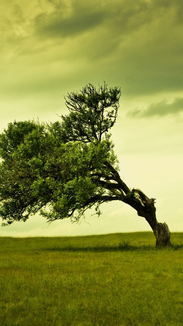Green Tree on Green Grass Field Under White Clouds During Daytime. Wallpaper in 750x1334 Resolution